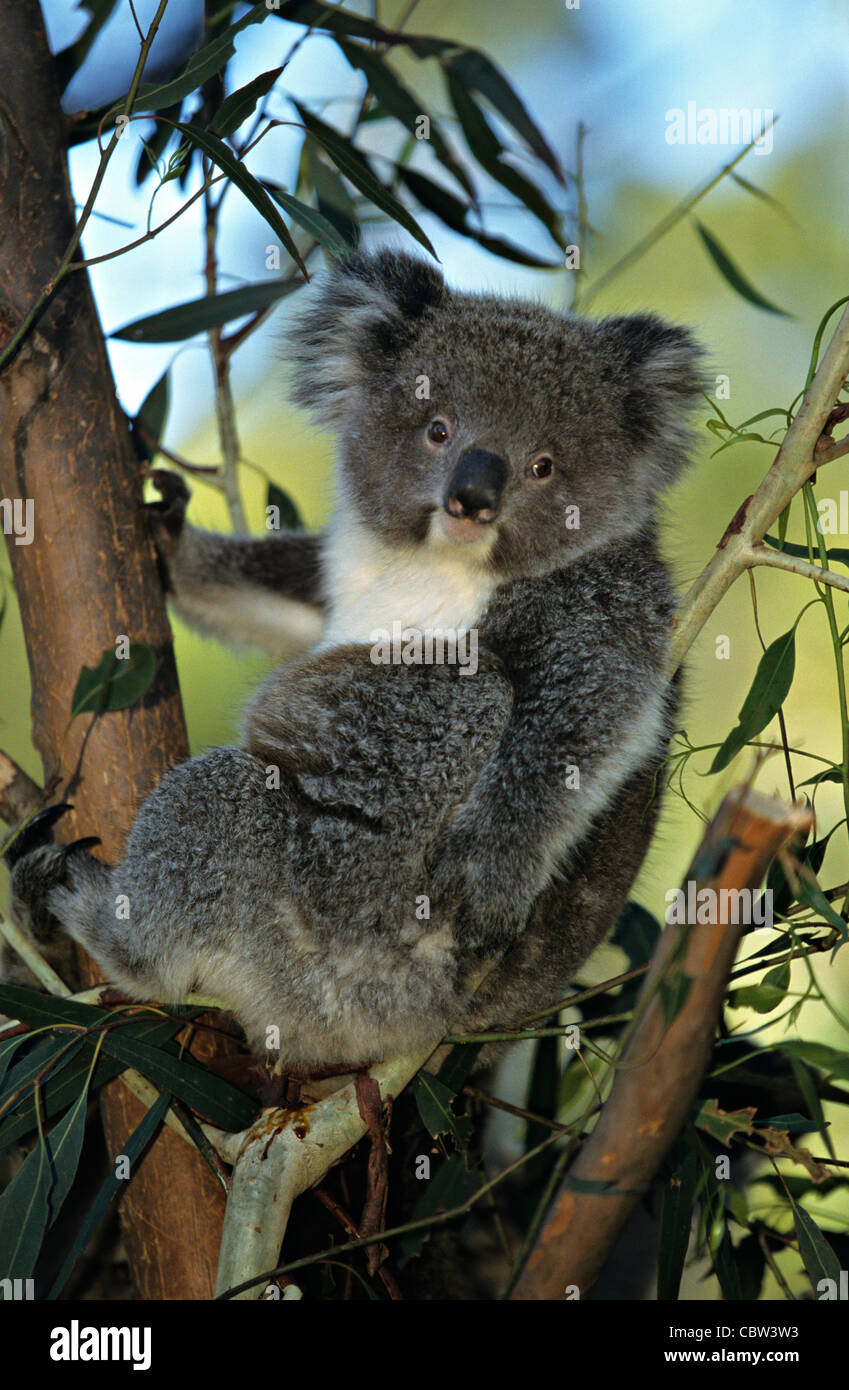 Koala Bear ( Phascolarctos cinereus ) Portrait Australia Stock Photo ...