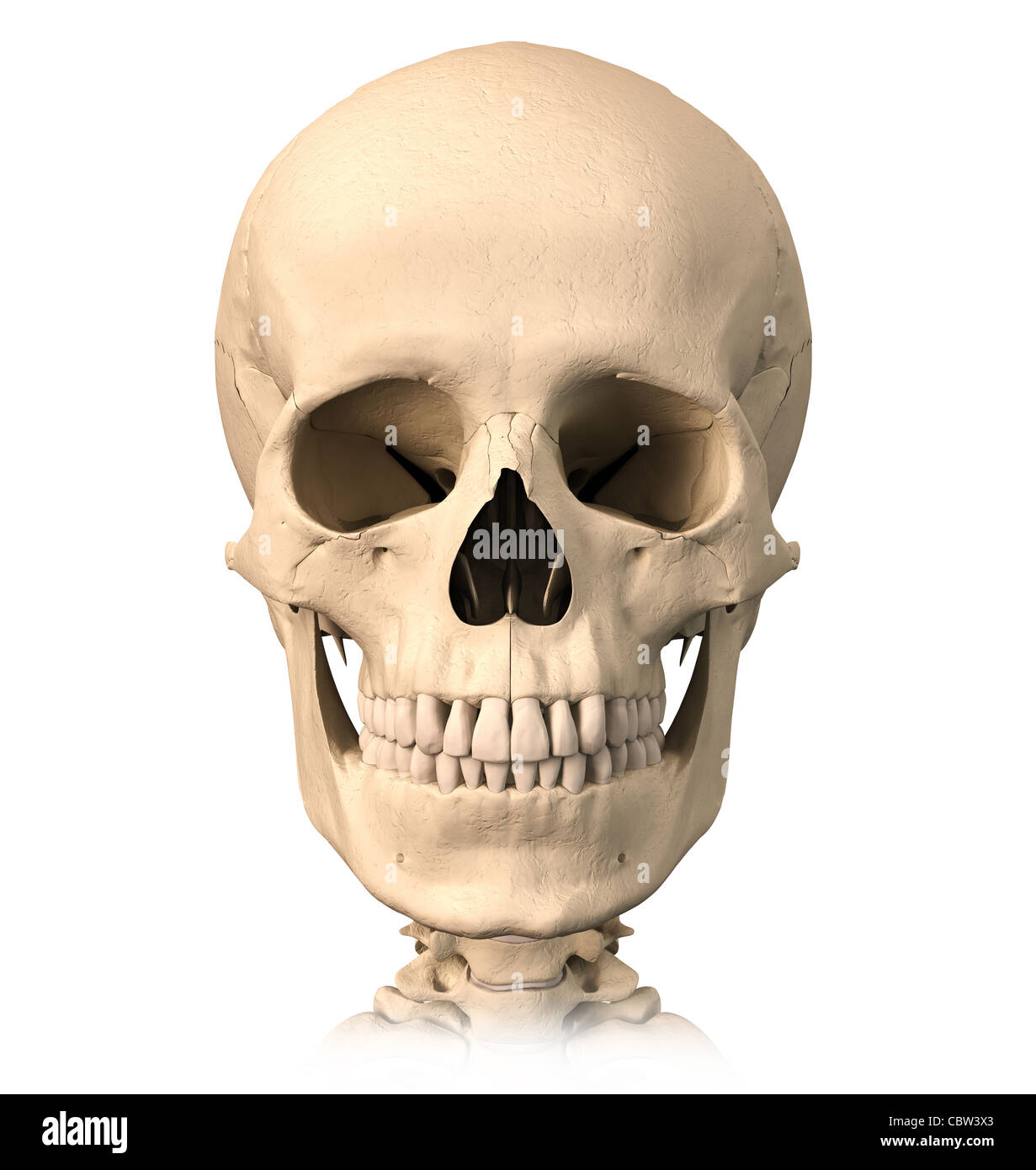 Very detailed and scientifically correct, human skull, front view. Anatomy image. Clipping path included. Stock Photo