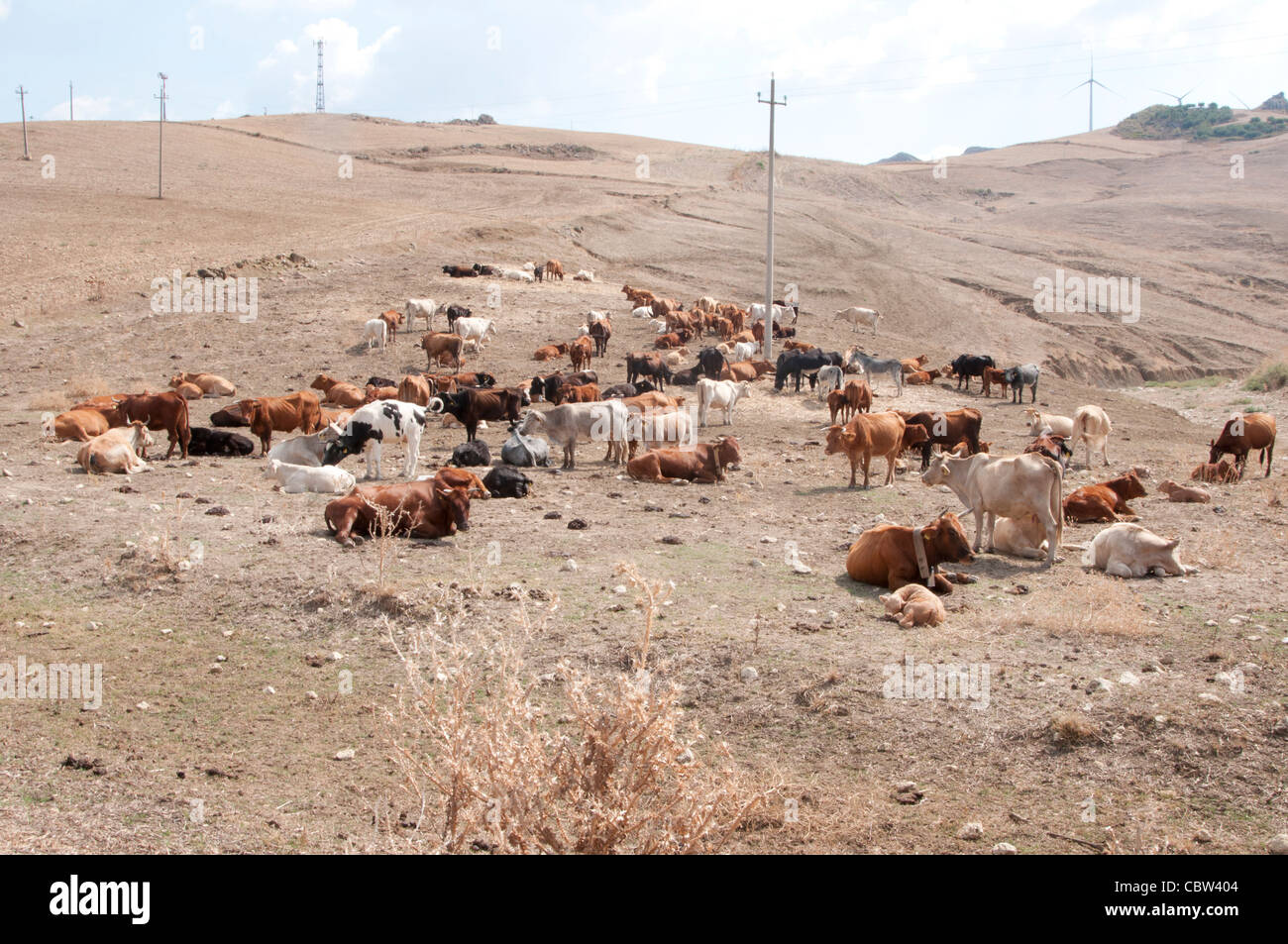 Sicily, cows, dry, sunny, horizontal, dry, hill Stock Photo