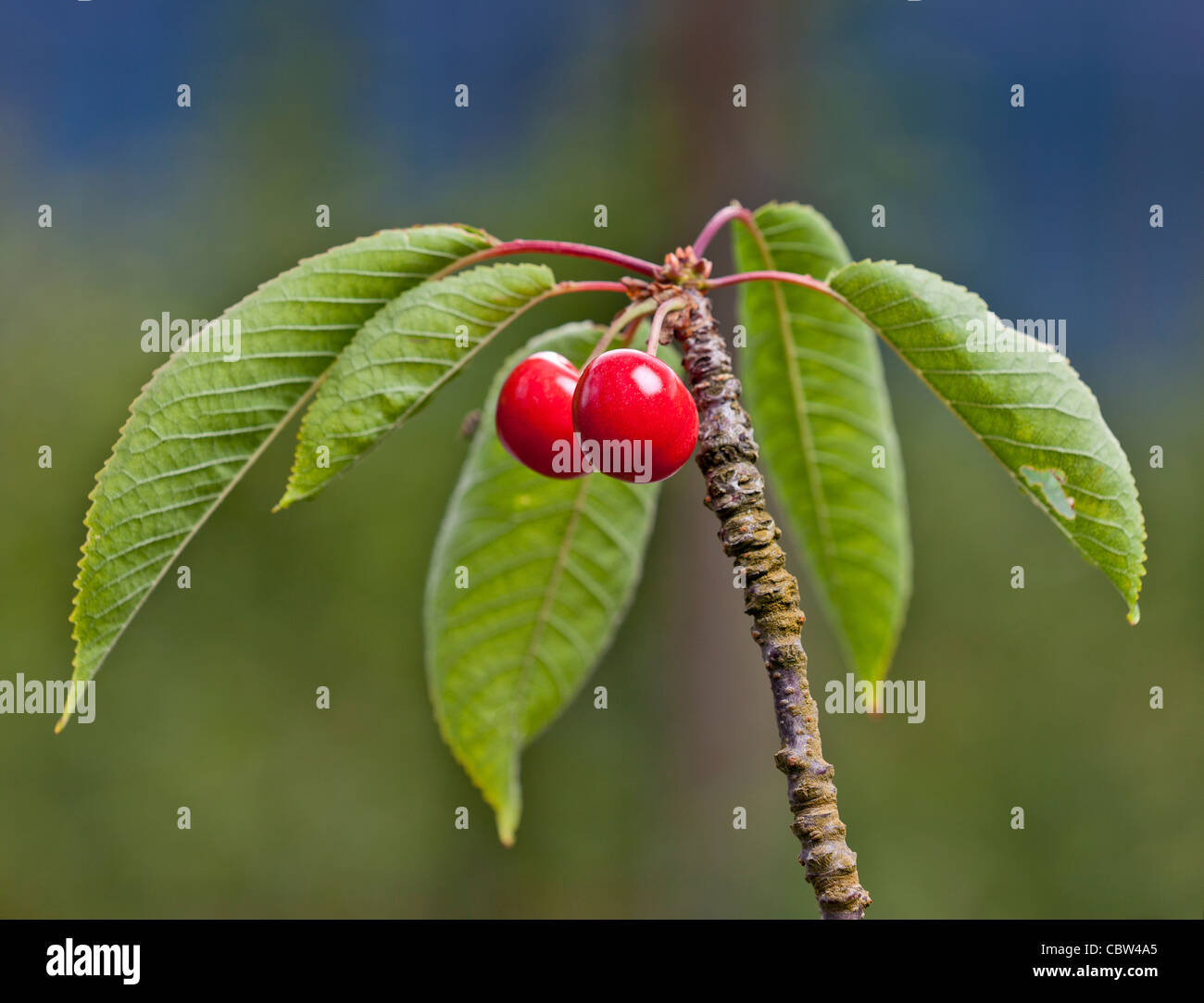 Cherries, Lofthus, Ullensvang ,Norway Stock Photo