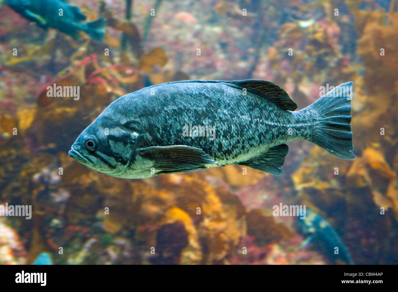 Black Rock Fish Sebastes melanops California, United States 22 April Adult Scorpaenidae Stock Photo