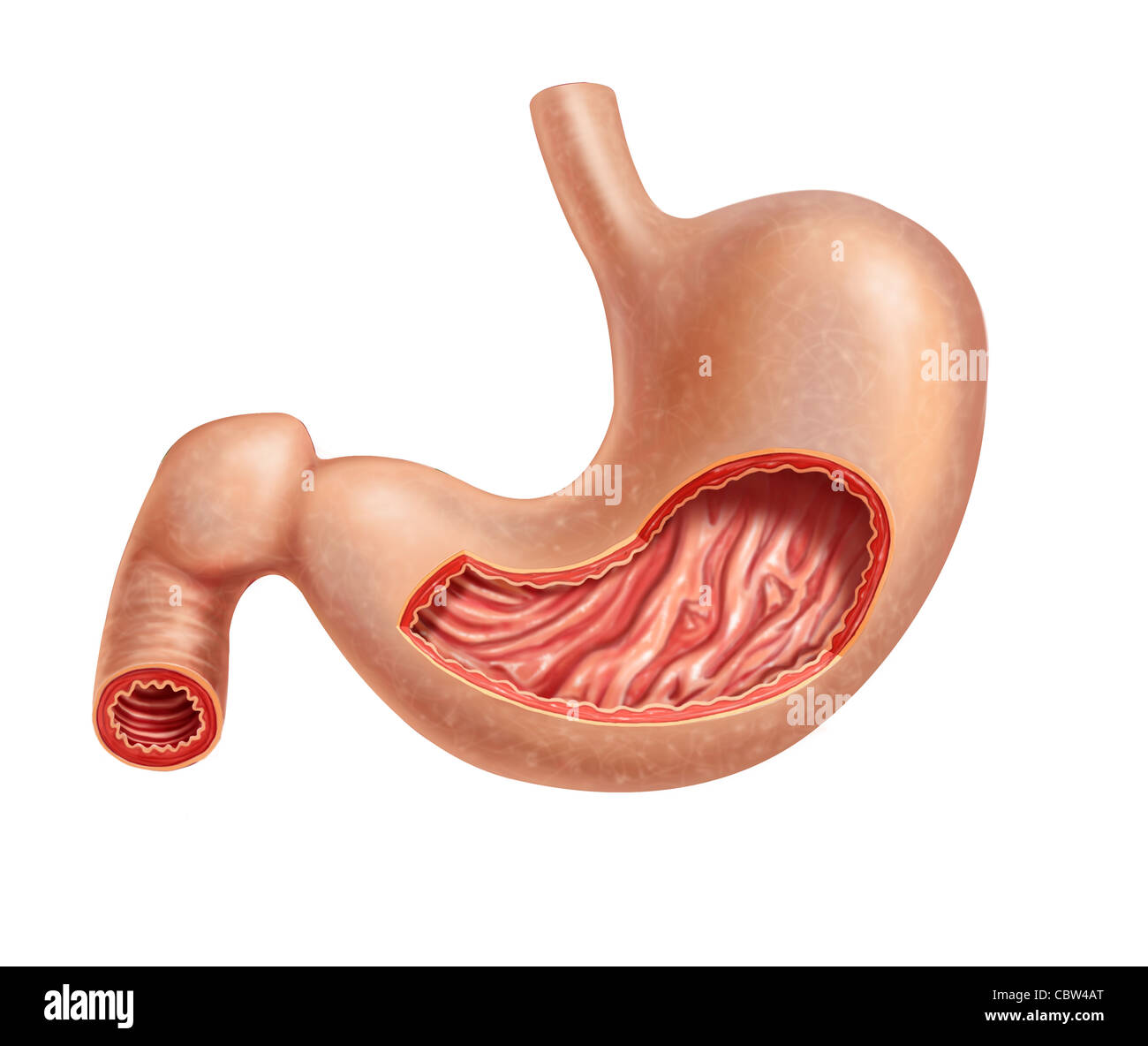 Stomach human cross section. 2 D digital illustration, on white background with clipping path. Stock Photo