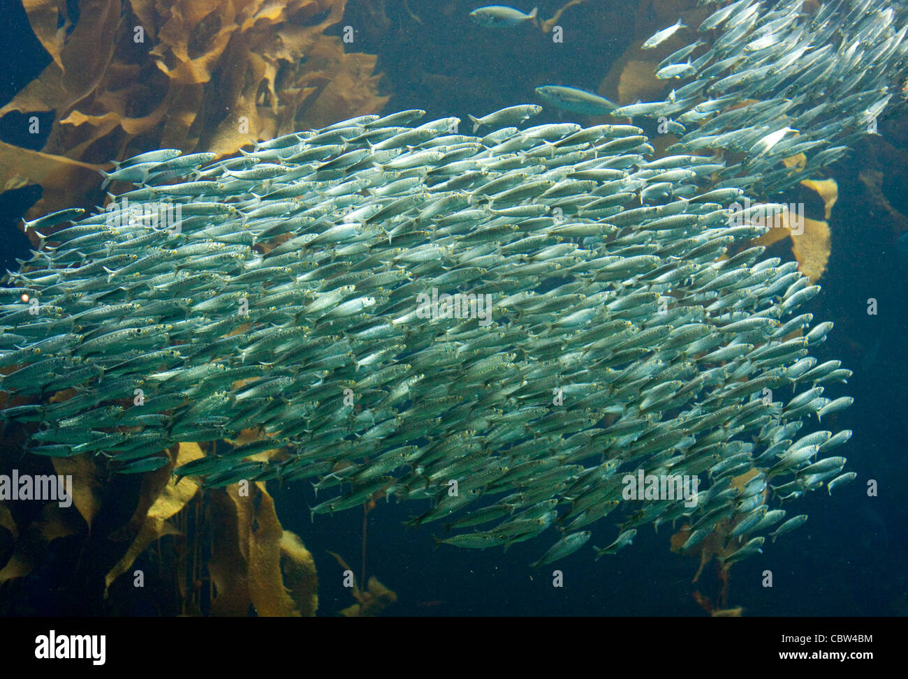 Pacific Sardine Sardinops sagax California, United States 22 April School of Sardines. Clupeidae Stock Photo