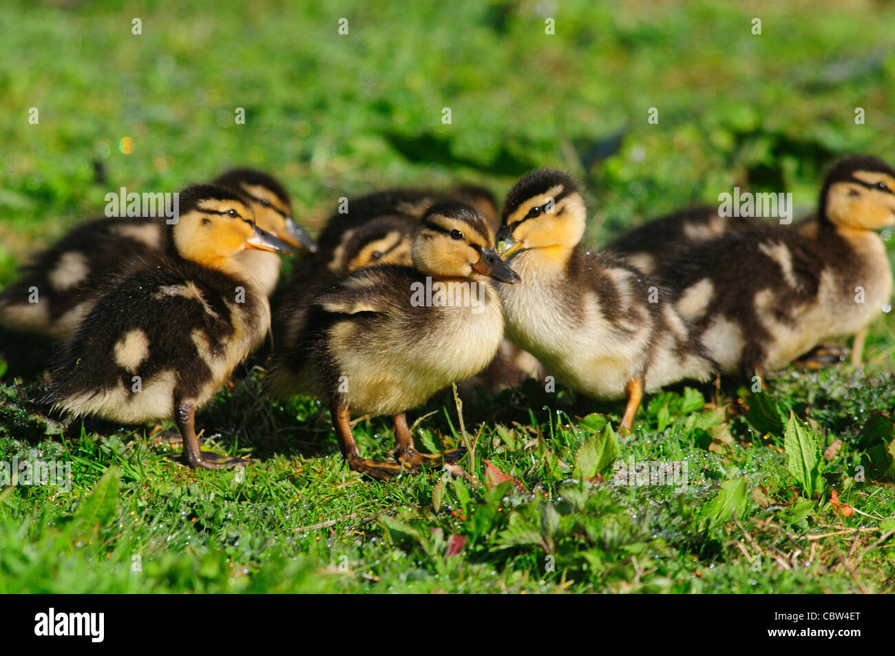 A clutch of mallard ducklings. Dorset, UK April 2010 Stock Photo