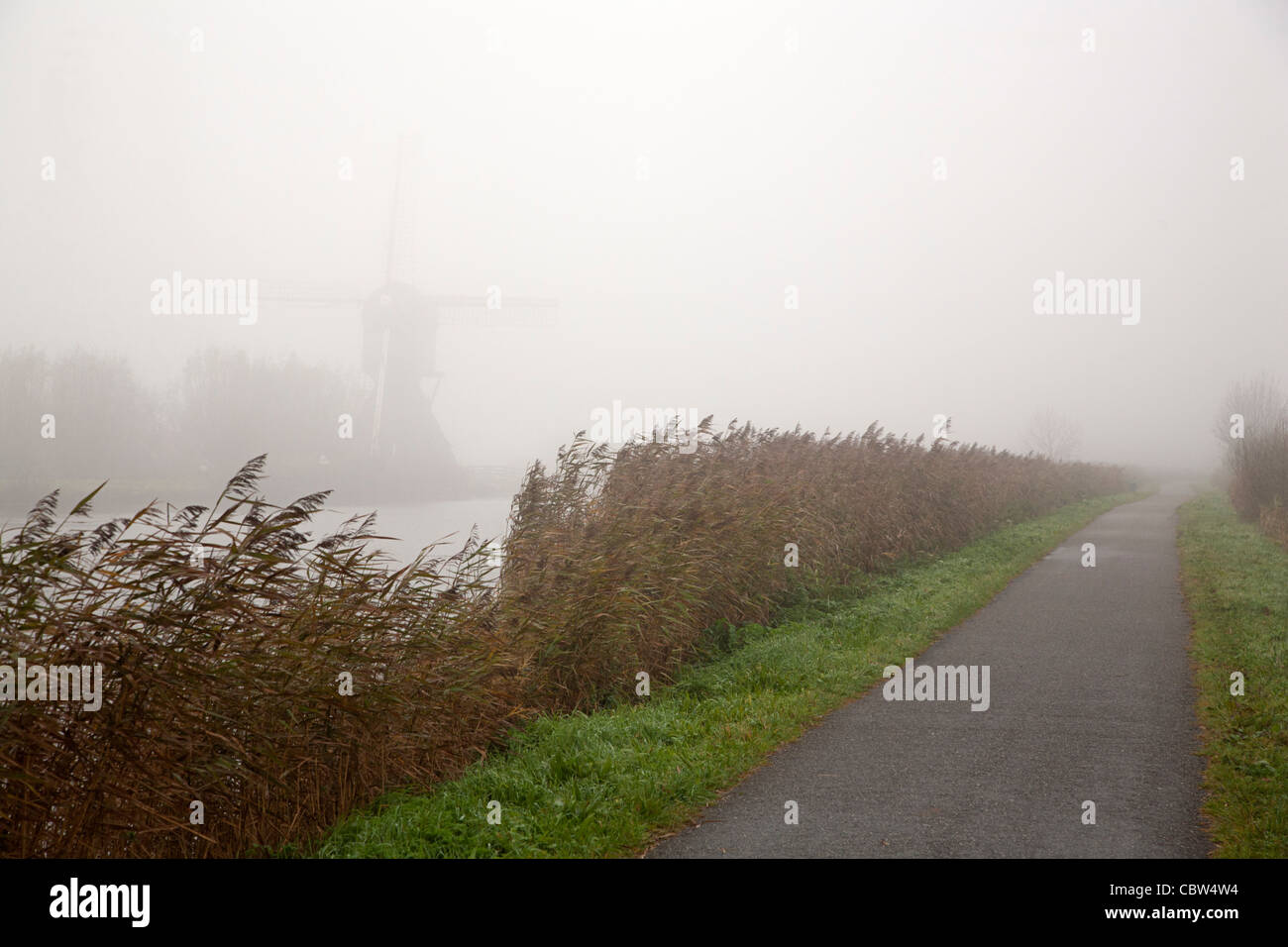Foggy tarred path between fringes of reed, Kinderdijk, Netherlands Stock Photo