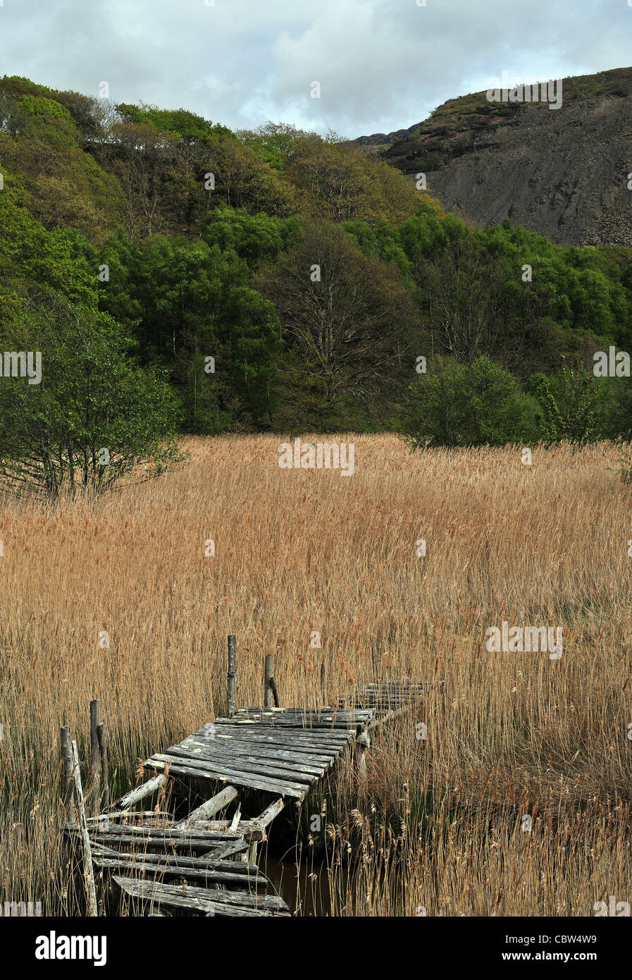 An old footbridge over a stream with a reed bed, deciduous woodland and quarry beyond. Mawddach estuary, Wales, UK Stock Photo