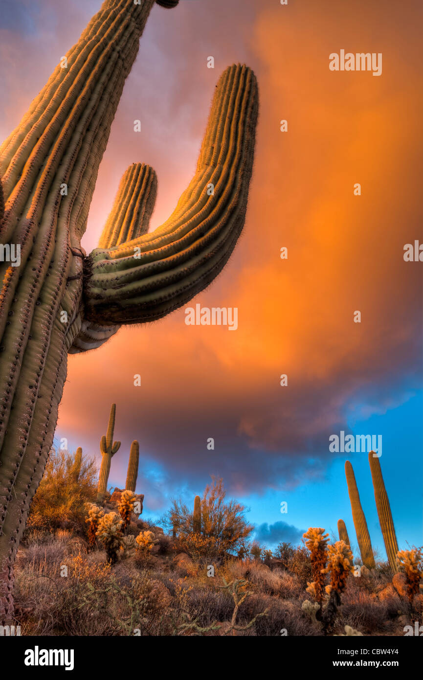 Saguaros have a relatively long life span. They take up to 75 years to develop a side arm. Tonto National Forest, AZ. Stock Photo