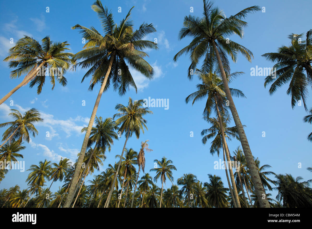 Jungle palm trees hi-res stock photography and images - Alamy