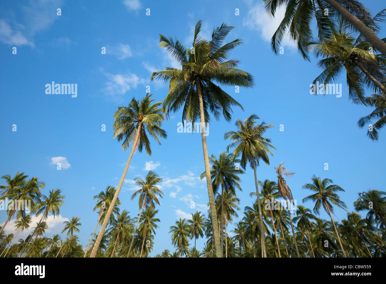 Jungle palm trees hi-res stock photography and images - Alamy