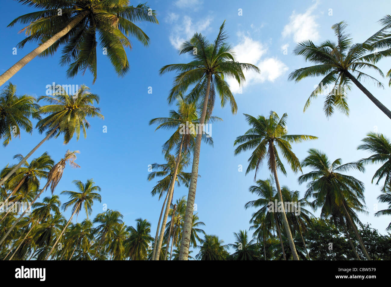 Blue sky green palm trees hi-res stock photography and images - Alamy