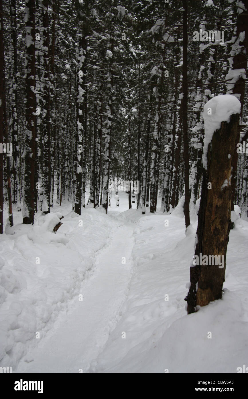 path in snow in the carpathian mountains in zakopane, poland. winter Stock Photo