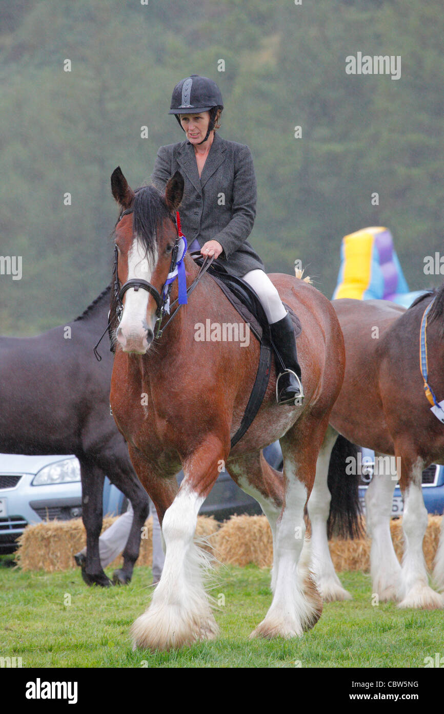 Heavy Horse and rider on the show ground at Hesket Newmarket