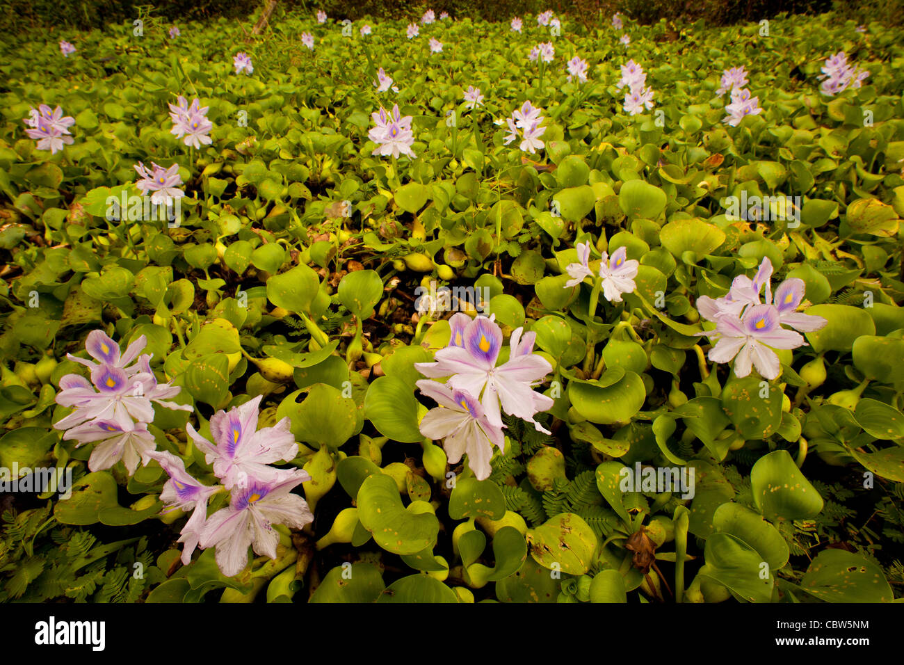 Beautiful flowers at Refugio de vida Silvestre Cienaga las Macanas, Herrera province, Republic of Panama. Stock Photo