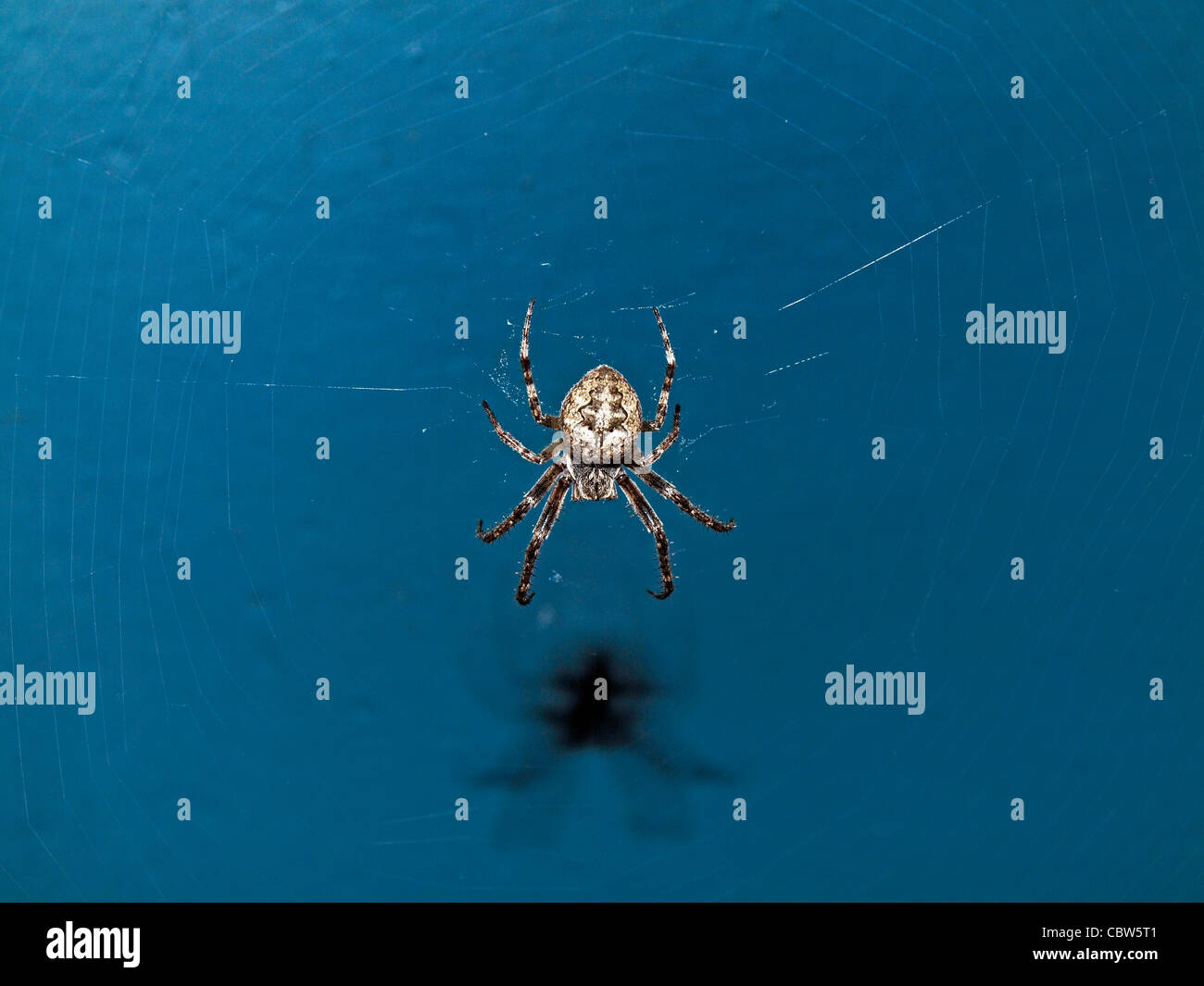 Orb weaving spider (family Araneidae); likely in the genus Araneus. Photographed at night in Budapest, Hungary Stock Photo