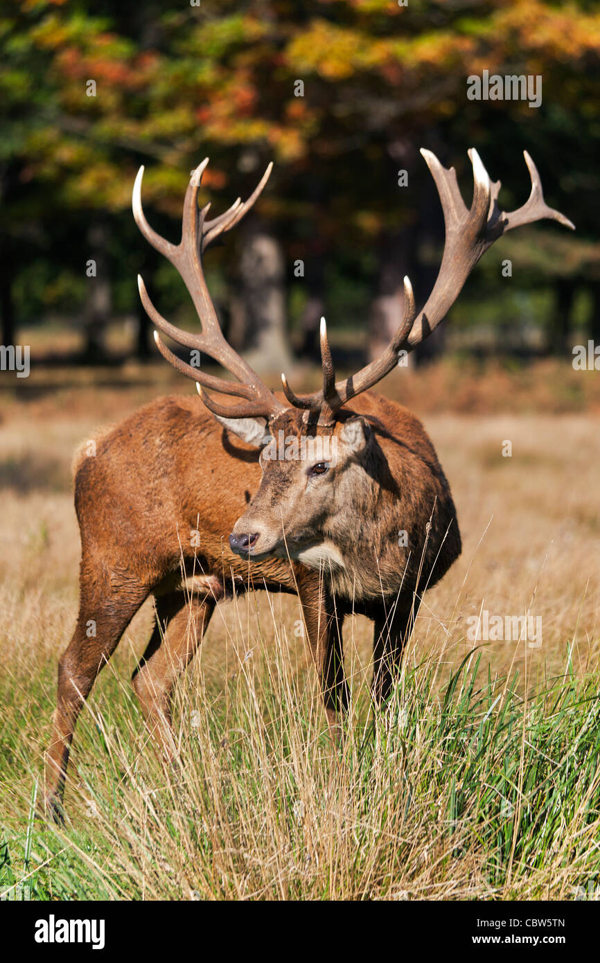 Red Deer Stag in Bushy Park Surrey Stock Photo