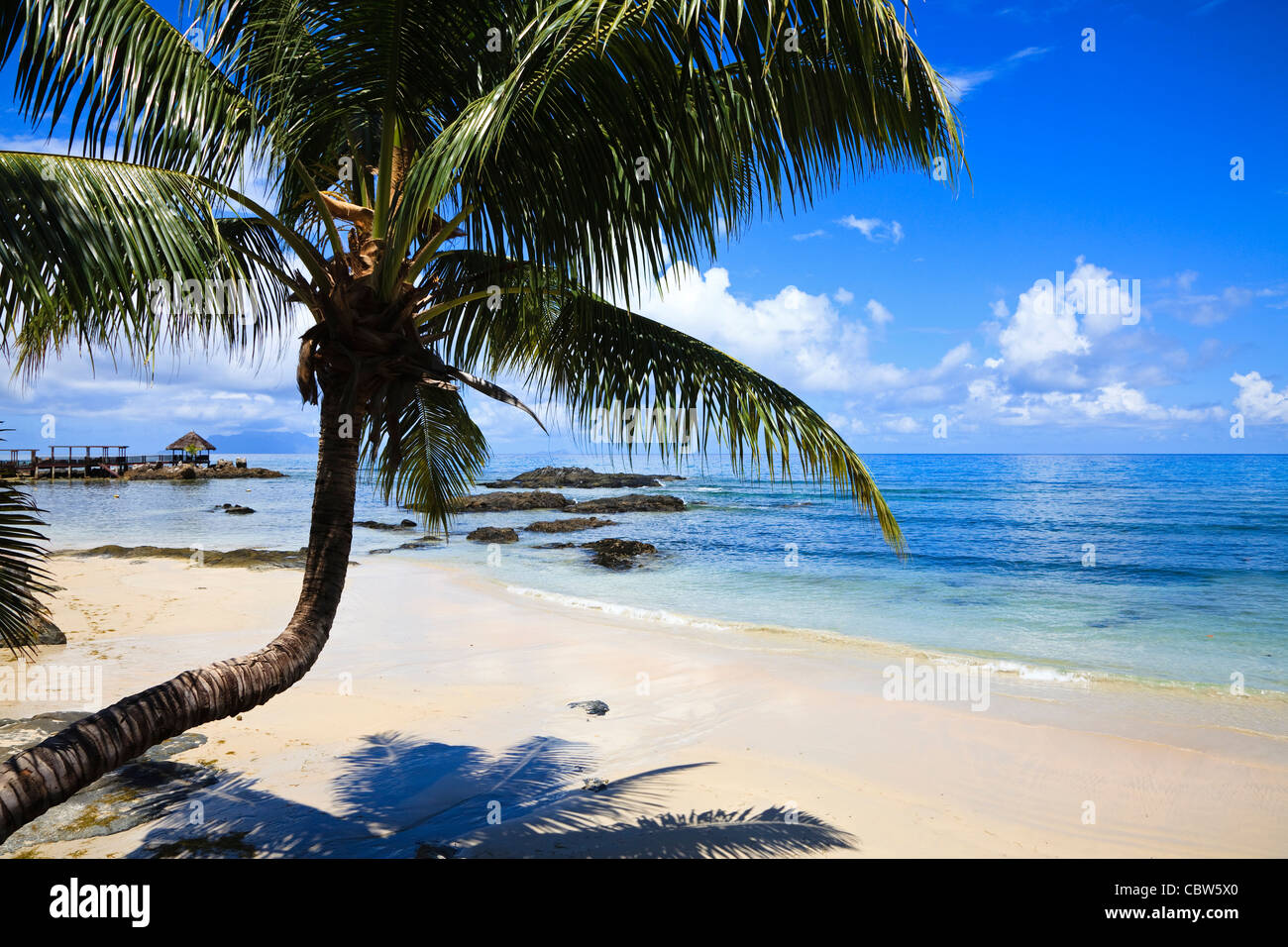 Beach With Palm Tree At Fisherman s Cove Bel Ombre Mahe Island beach-with-palm-tree-at-fisherman-s-cove-bel-ombre-mahe-island