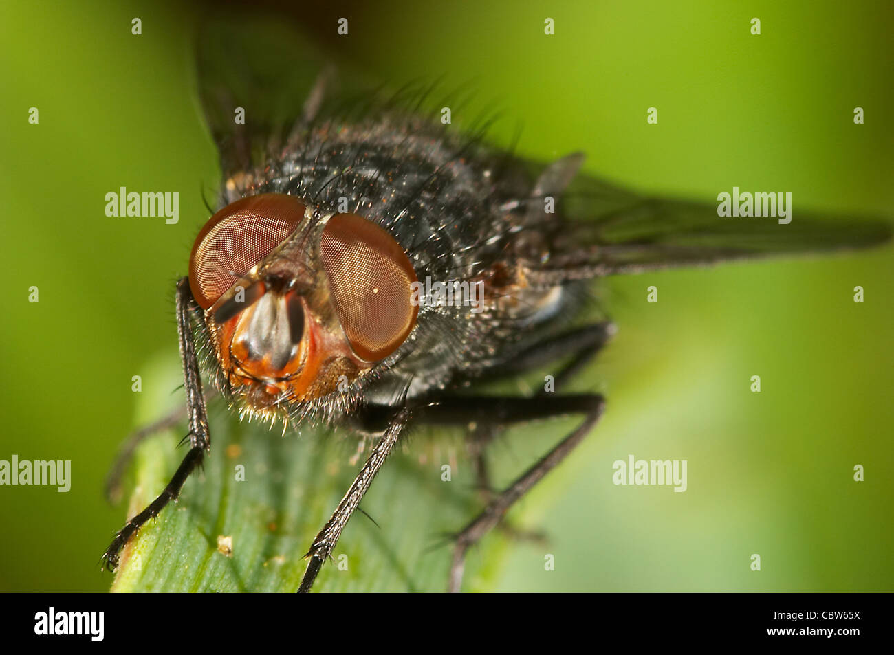 Little Blowfly ( sarcophaga carnaria ) on a little branch Stock Photo