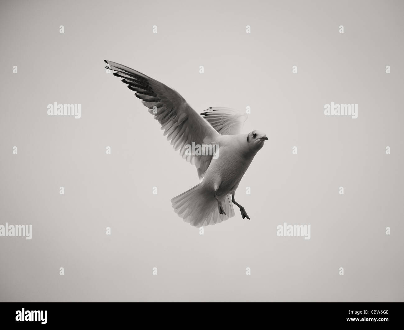 Seagull in flight, landing, black and white image Stock Photo - Alamy