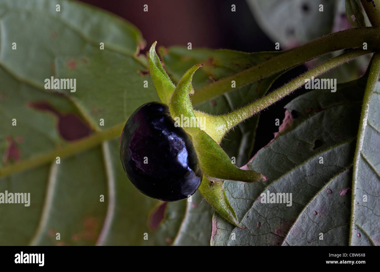 Deadly nightshade Atropa belladonna Stock Photo