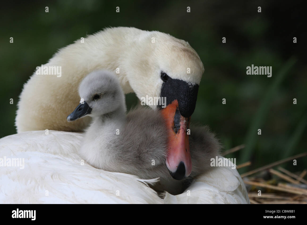 Parent swan hires stock photography and images Alamy