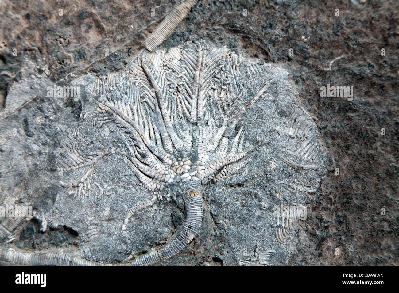 Scyphocrinus elegans, Sea lily fossil, Crinoid Stock Photo