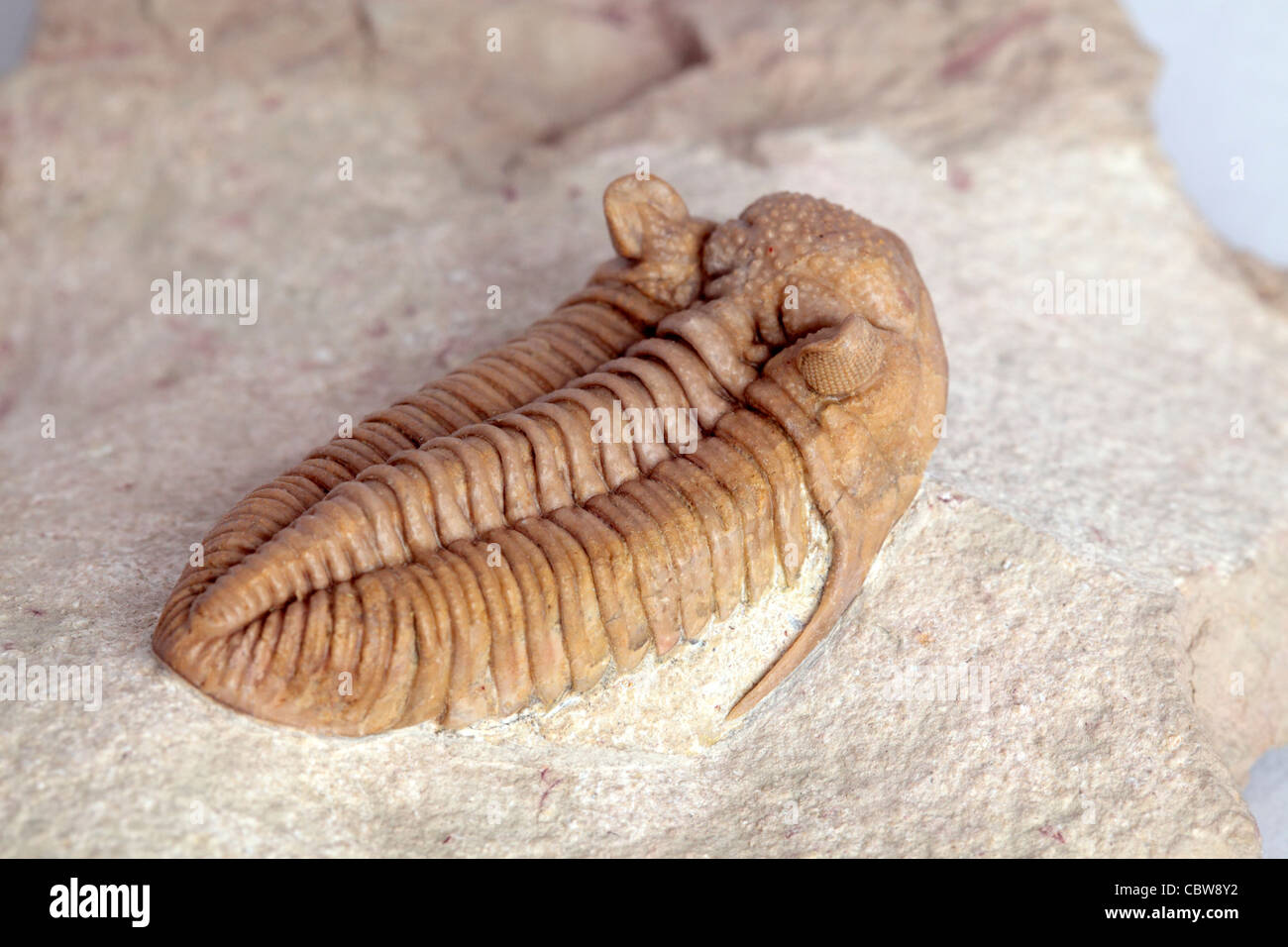 Trilobite fossil, Chasmops sp., 450 million years Stock Photo