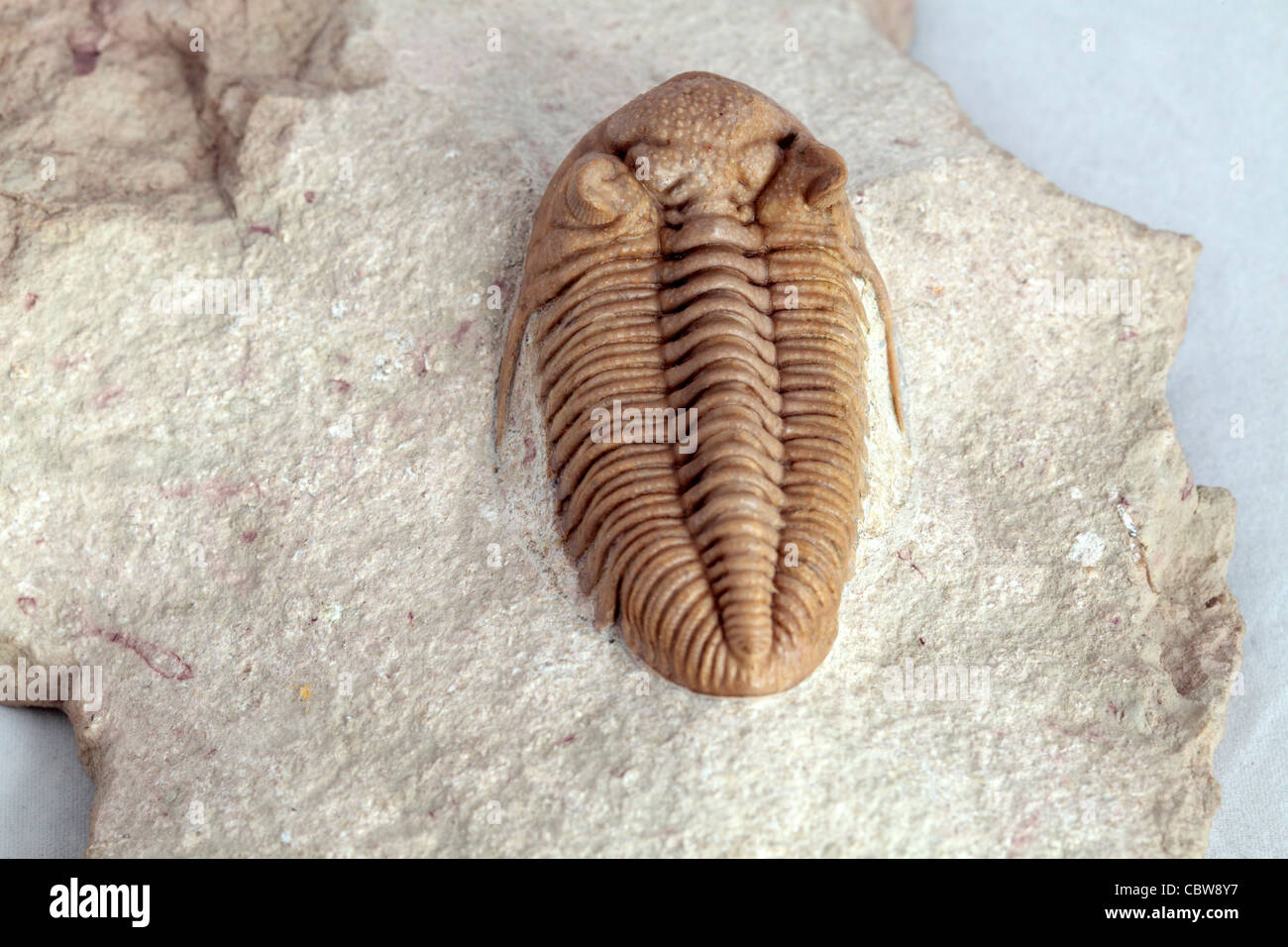 Up to 395 Million Years Old Genuine Cute Baby Trilobite Phacops Fossil Up to 1