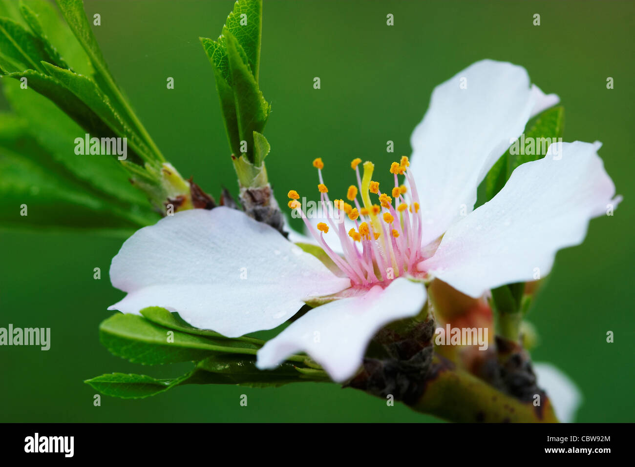 Beautiful flower almond Tree with a green background Stock Photo - Alamy