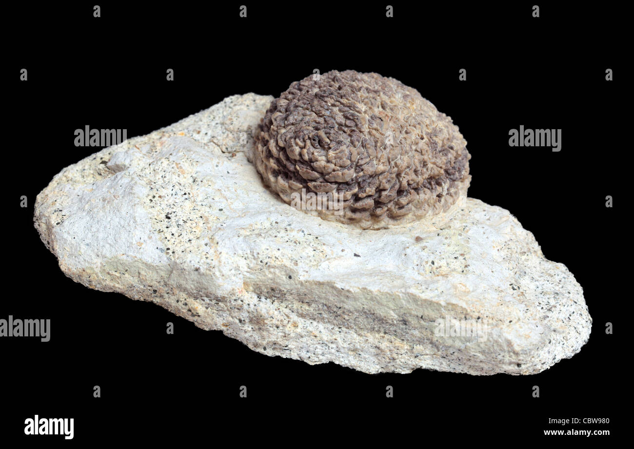 Araucaria Mirabilis cone fossil, 190 million years Stock Photo