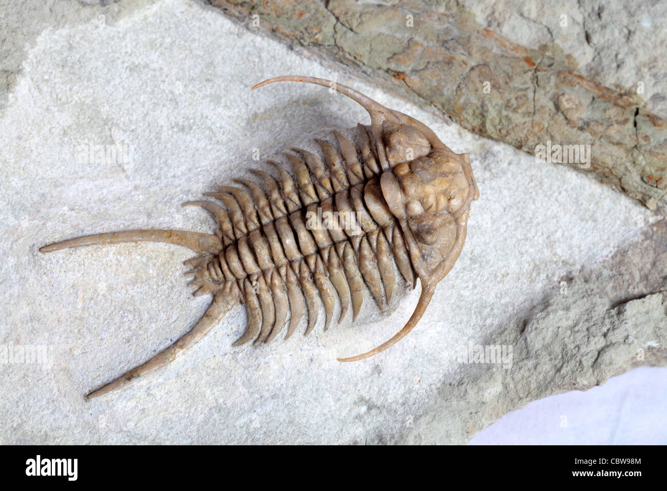 Arthropod fossil hi-res stock photography and images - Alamy