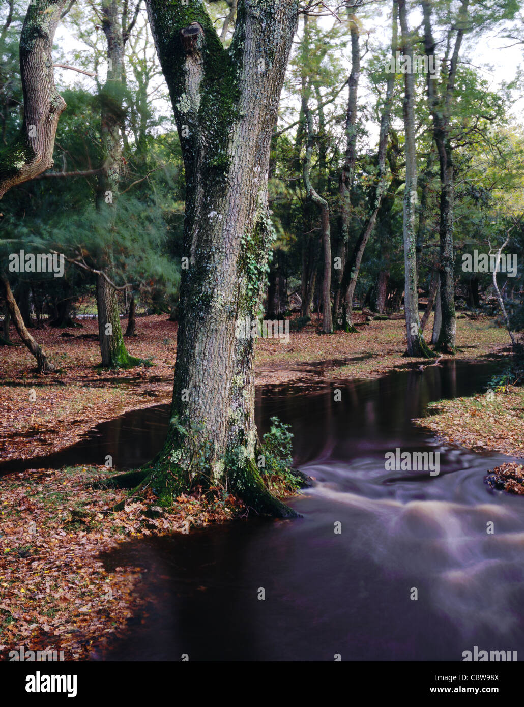 An English Oak Tree next to a stream in flood in the New Forest Stock ...