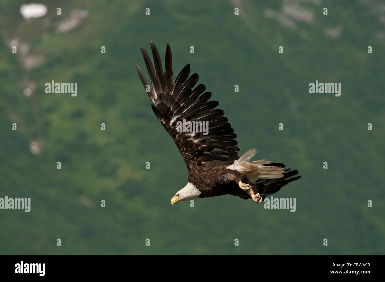 Stock photo of a bald eagle flying past a mountain. Stock Photo