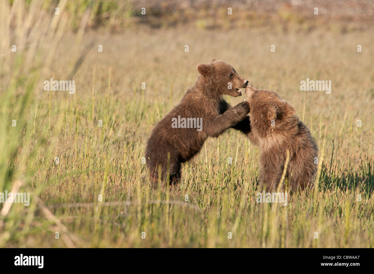 Stock photo of two Alaskan brown bear cubs playing Stock Photo - Alamy