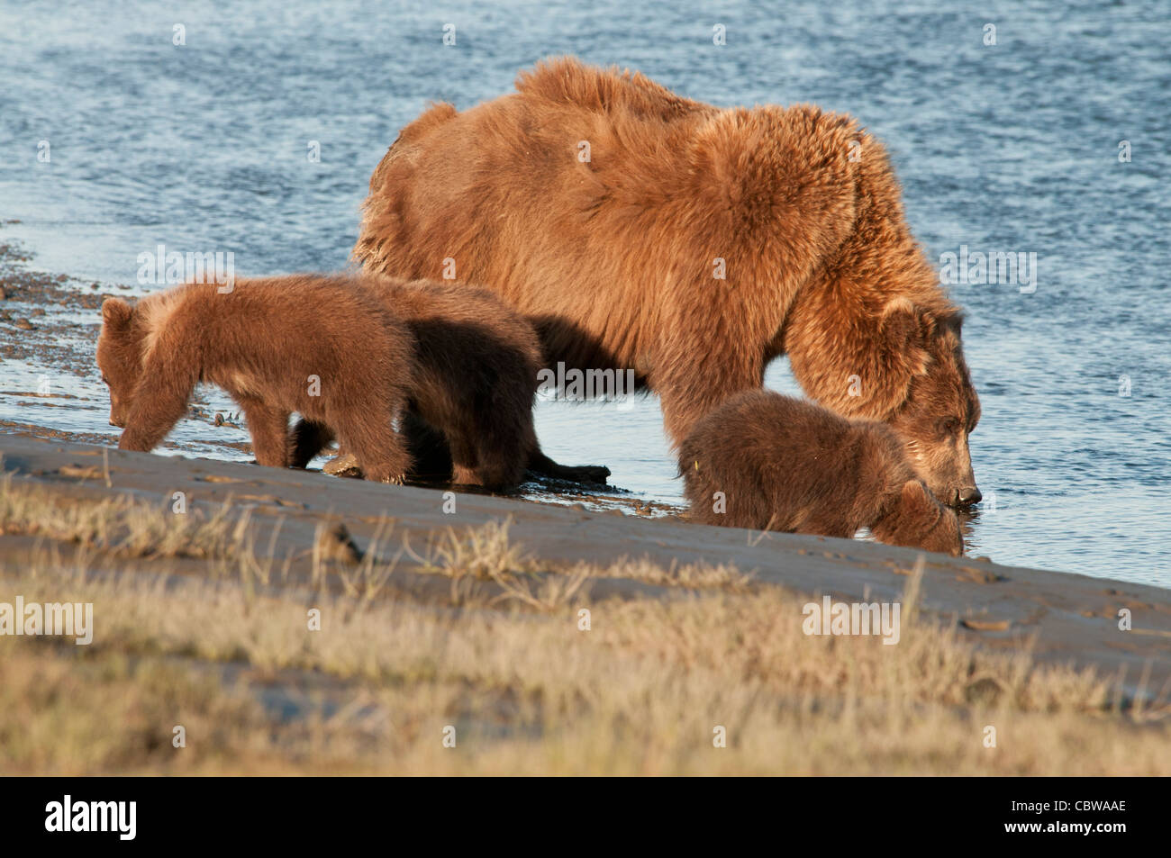 Stock photo of an Alaskan brown bear sow and cubs drinking from a creek ...
