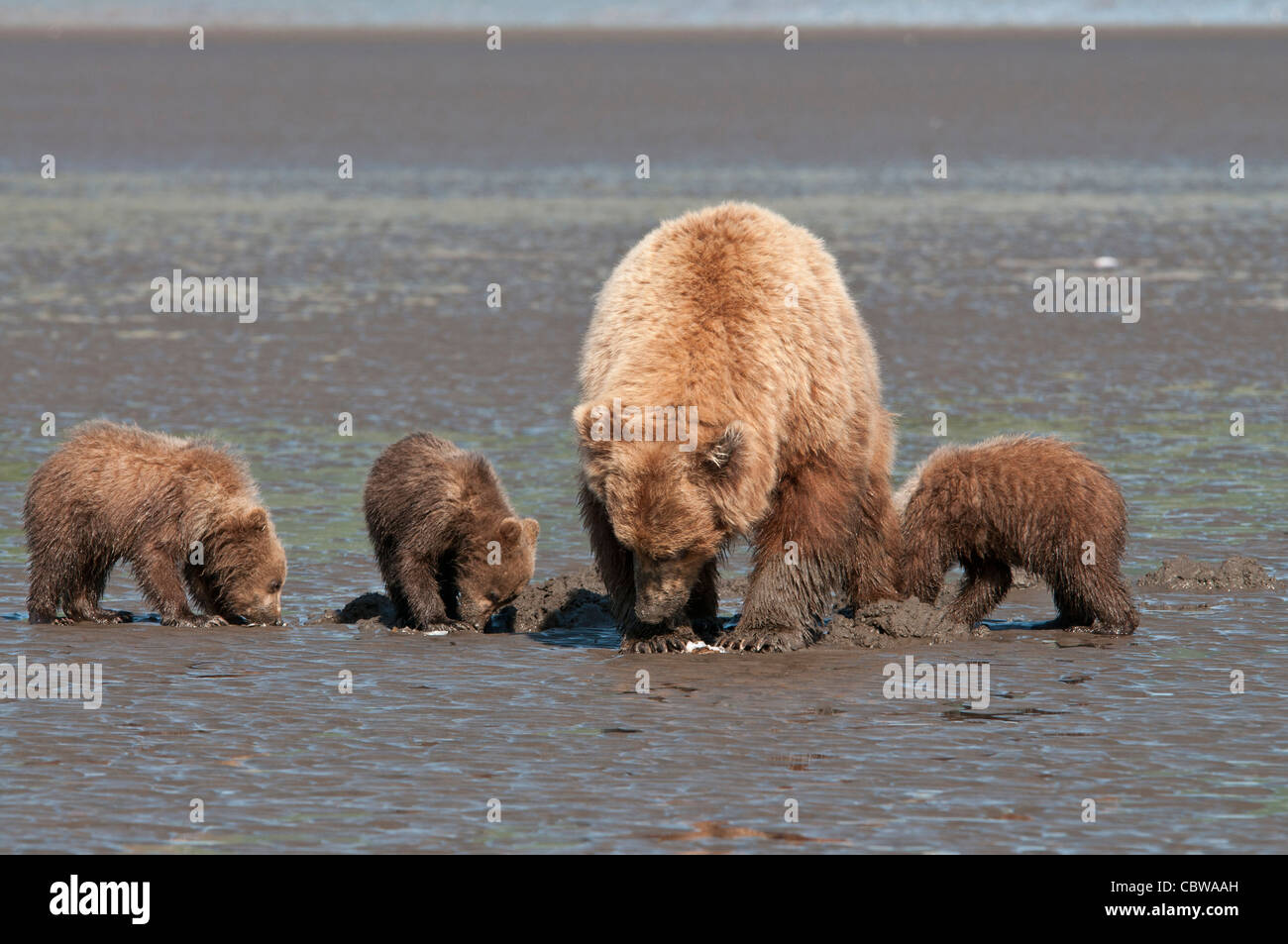 Stock photo of an Alaskan brown bear family clamming at low tide Stock ...