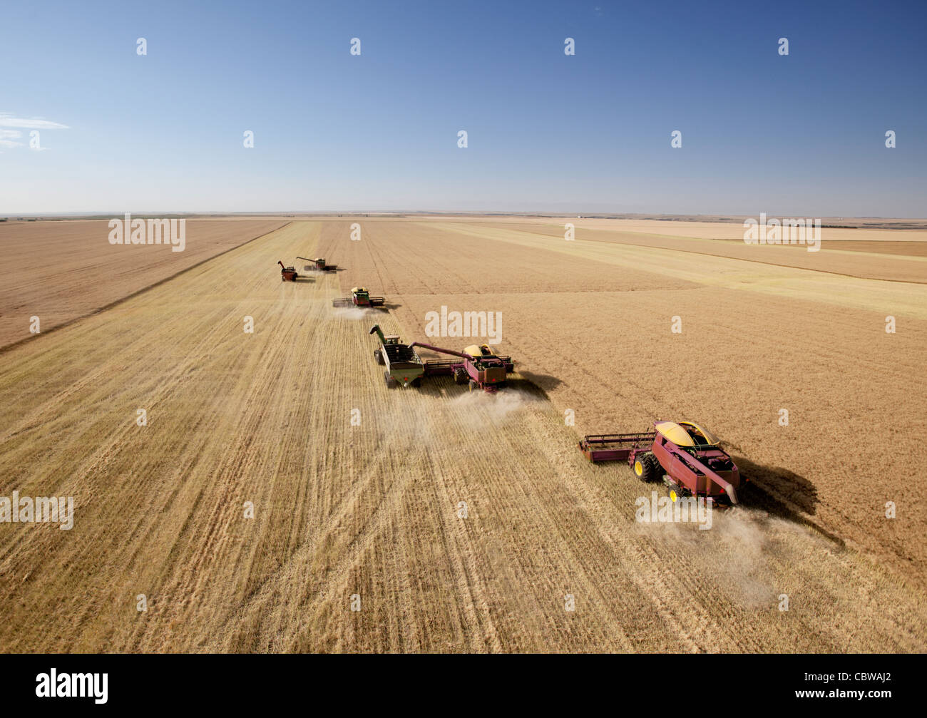 Four harvesters combining in formation in a field on the open prairie Stock Photo