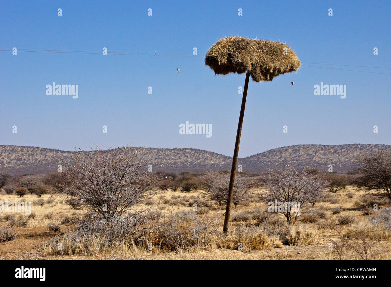 Weavers nests hi-res stock photography and images - Alamy