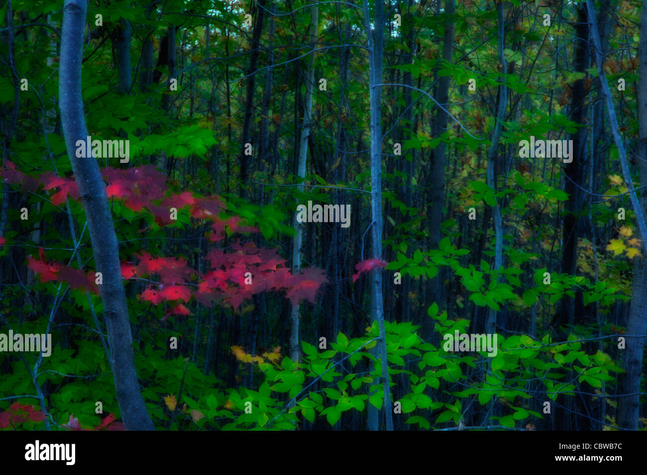 Hint of Autumn color in a Vermont forest Stock Photo