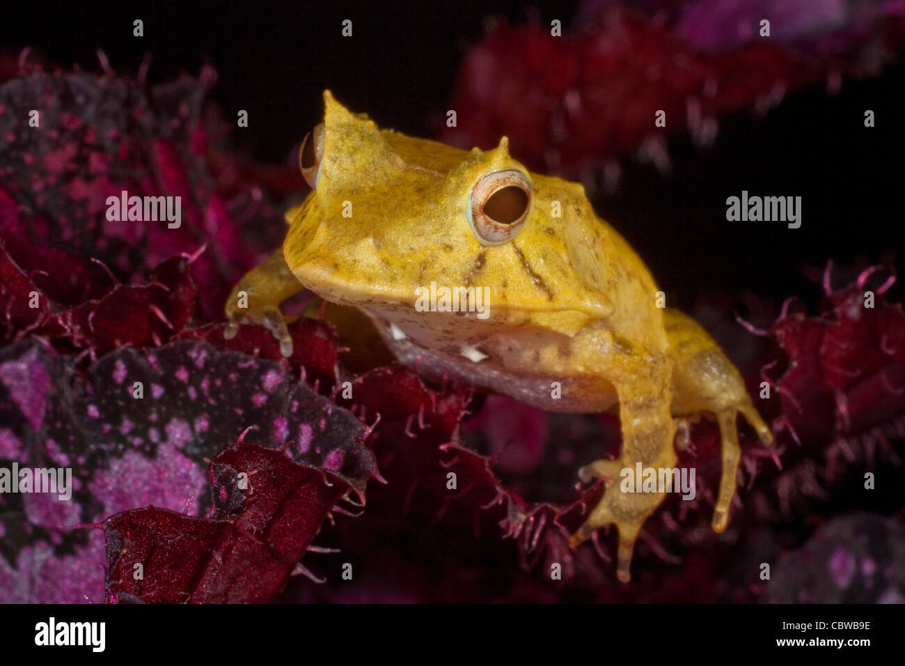 Solomon Island Leaf Frog, Ceratobatrachus Guentheri Stock Photo