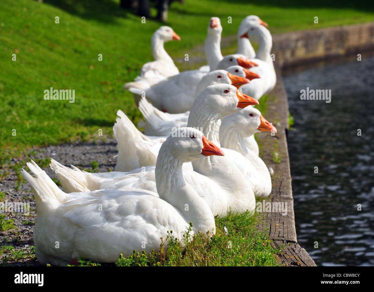 These geese is are white