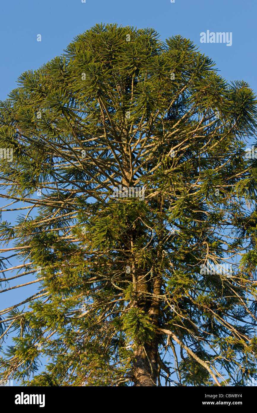 Bunya Pines - showing their characteristic shape, emerging above the rainforest. Stock Photo