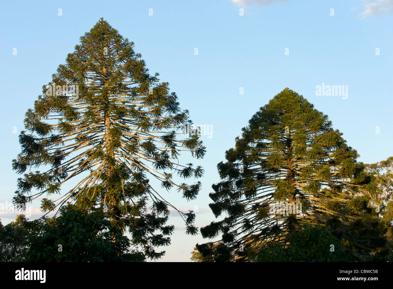 Bunya Pines - showing their characteristic shape emerging above the rainforest Stock Photo