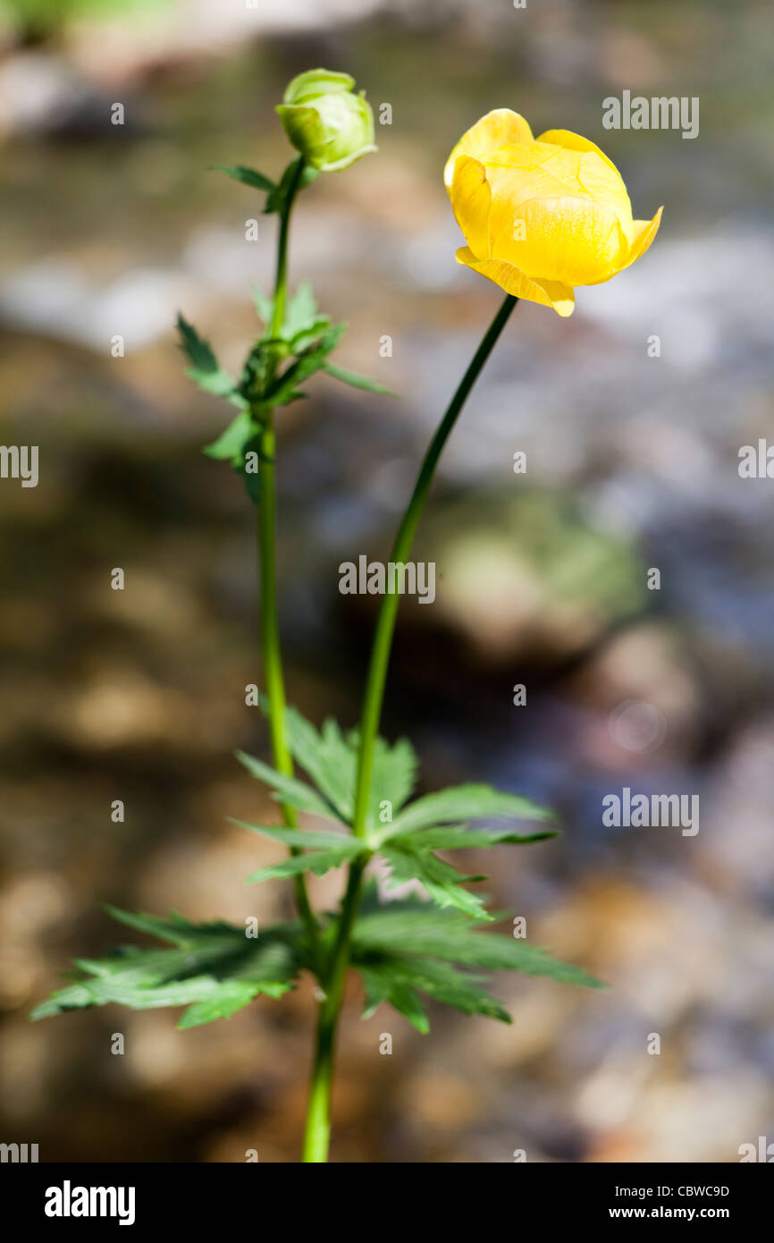 Globe-flower - Trollius europaeus -, Val d'Aran, Lleida, Spain Stock Photo