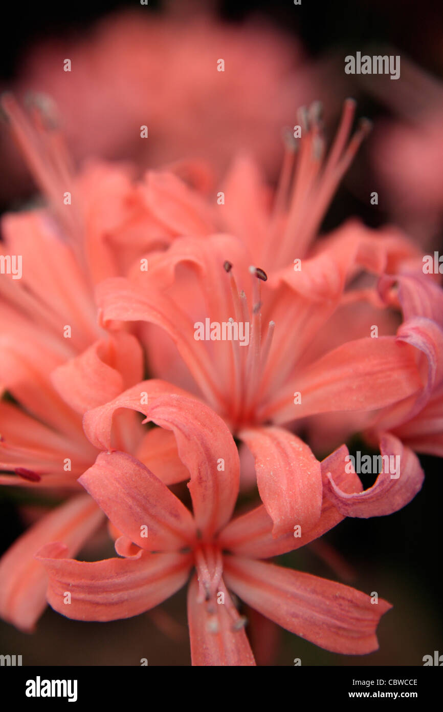 Nerine sarniensis 'Caroline' Stock Photo