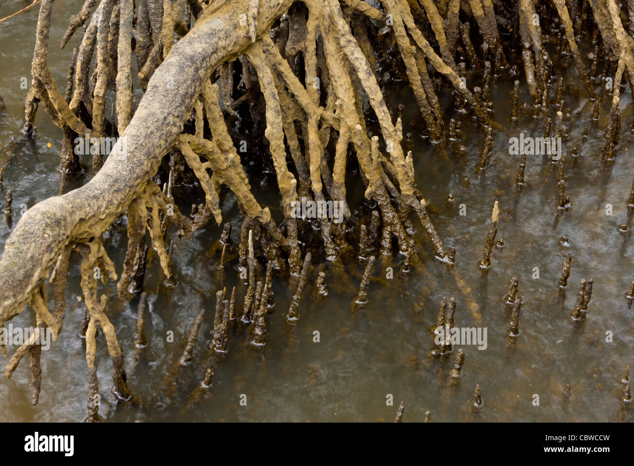 Mangrove roots develop spiky Pneumatophores, which help it breathe in the swampy conditions. Stock Photo