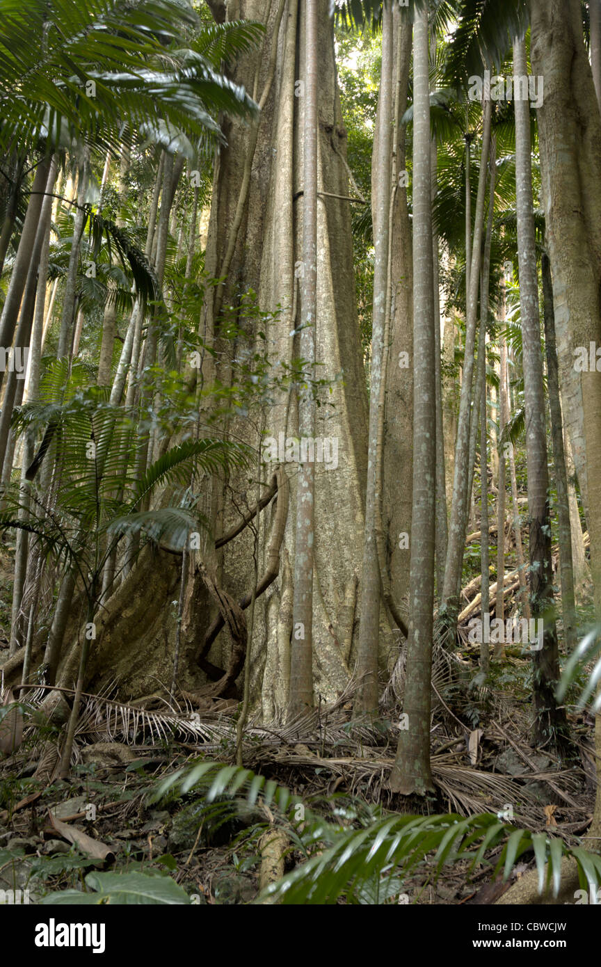 Large tree with buttress roots in a rainforest dominated by palm trees Stock Photo