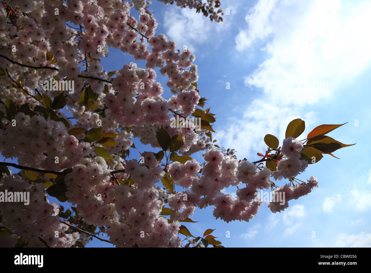 Cherry blossom in blue sky and sun. Nature Stock Photo - Alamy