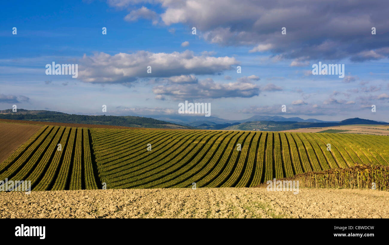 Maize fields,  Auvergne, France. Stock Photo