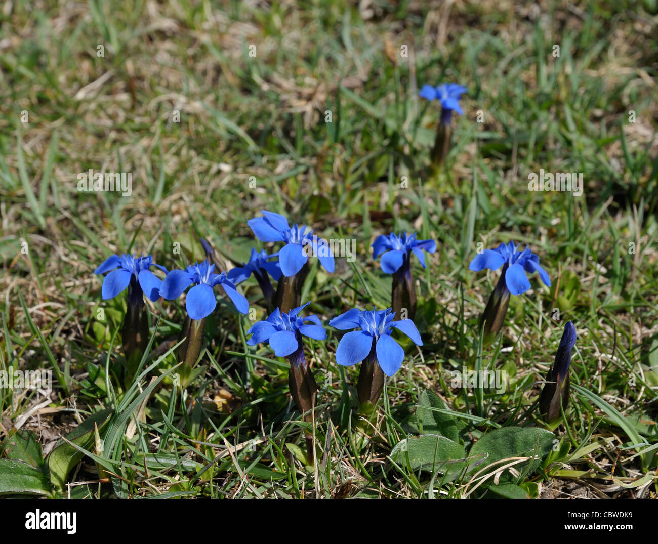 Spring Gentian - Gentiana verna, on the Burren Stock Photo