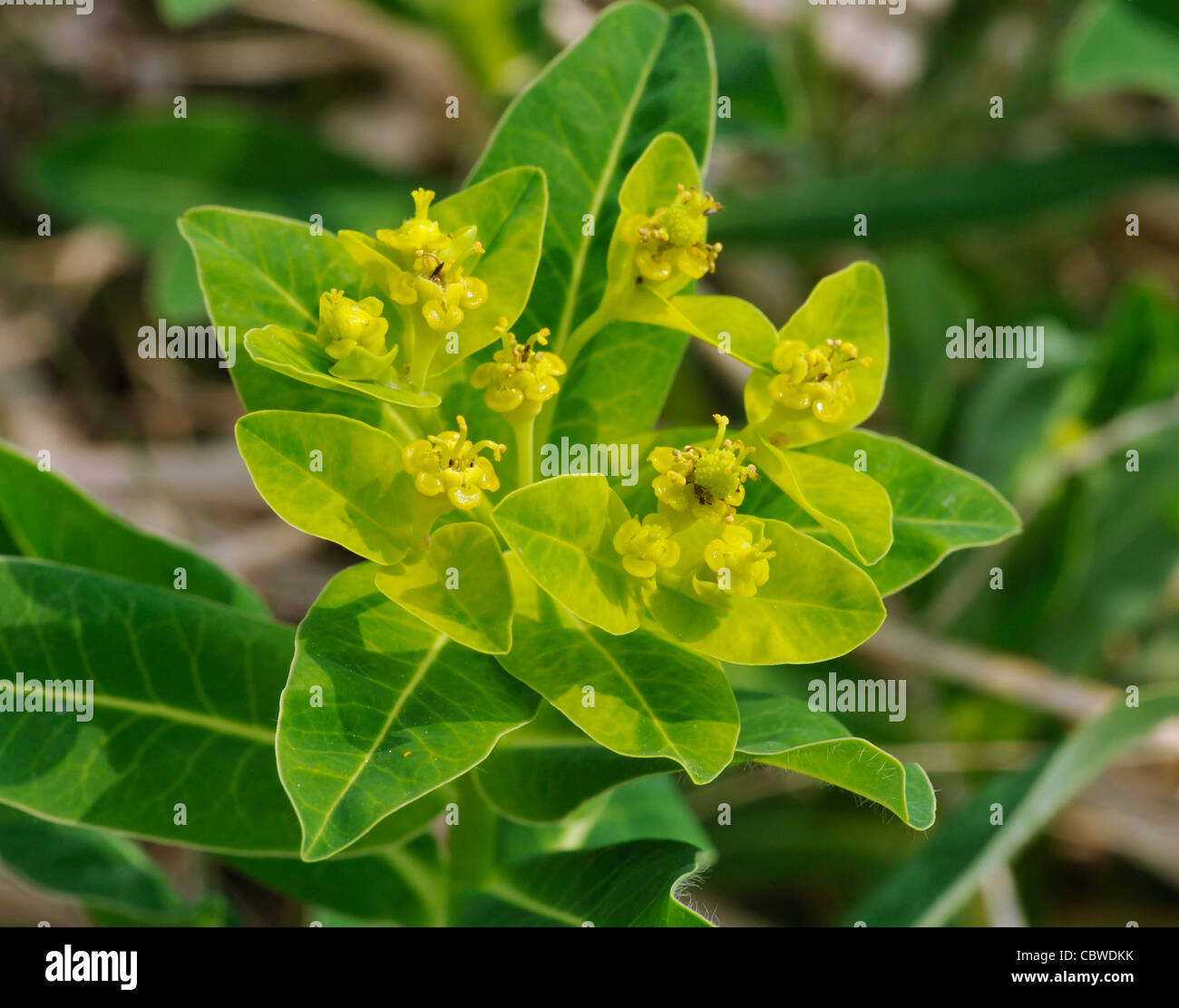 Irish Spurge - Euphorbia hyberna Stock Photo